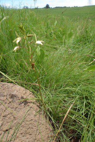 Eulophia ovalis var. bainesii leaves